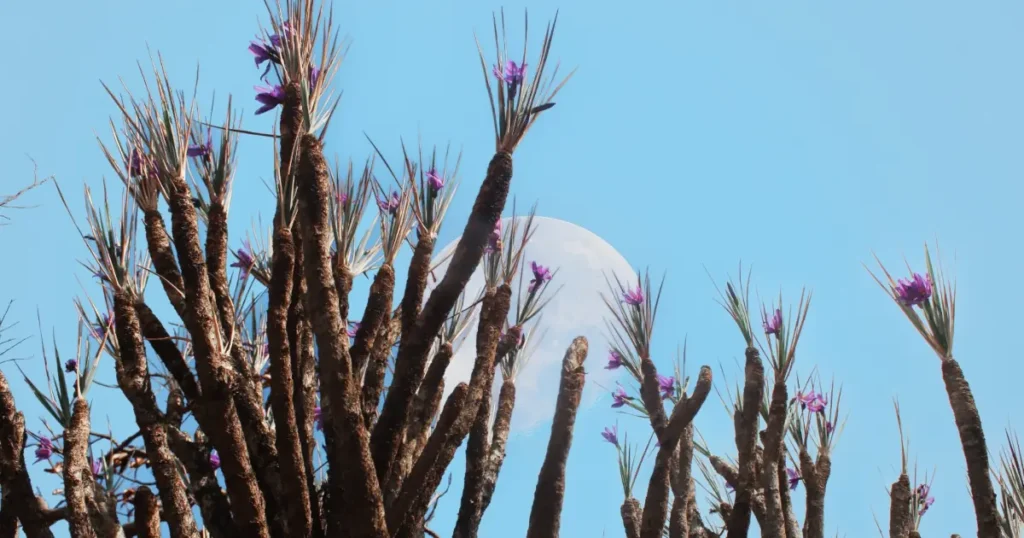 Foto da planta canela-de-ema no Cerrado.