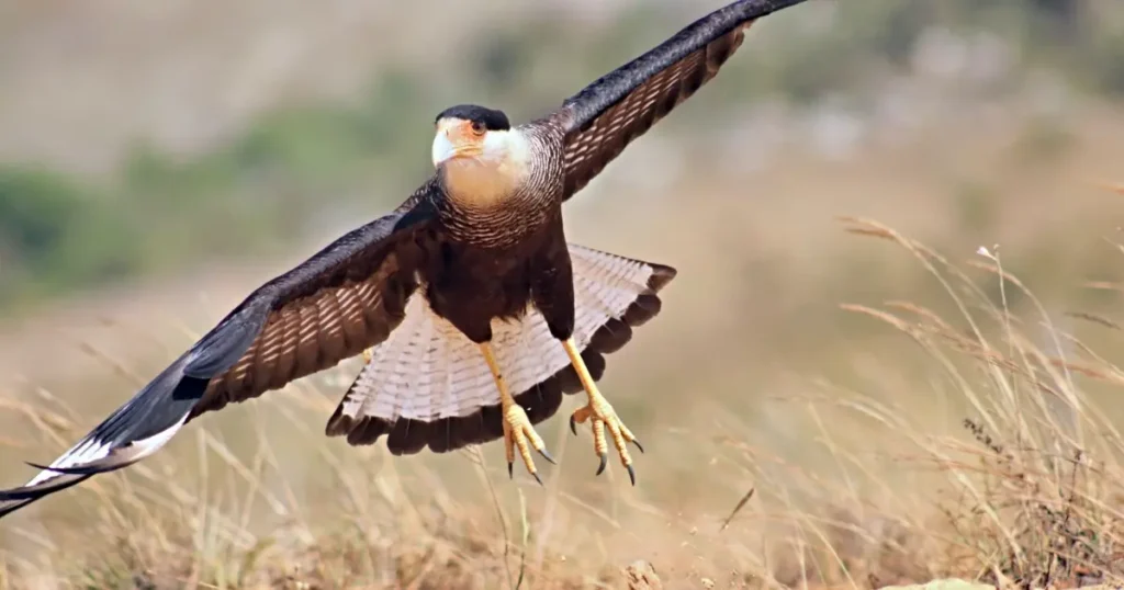 Foto de um carcará (Caracara plancus).