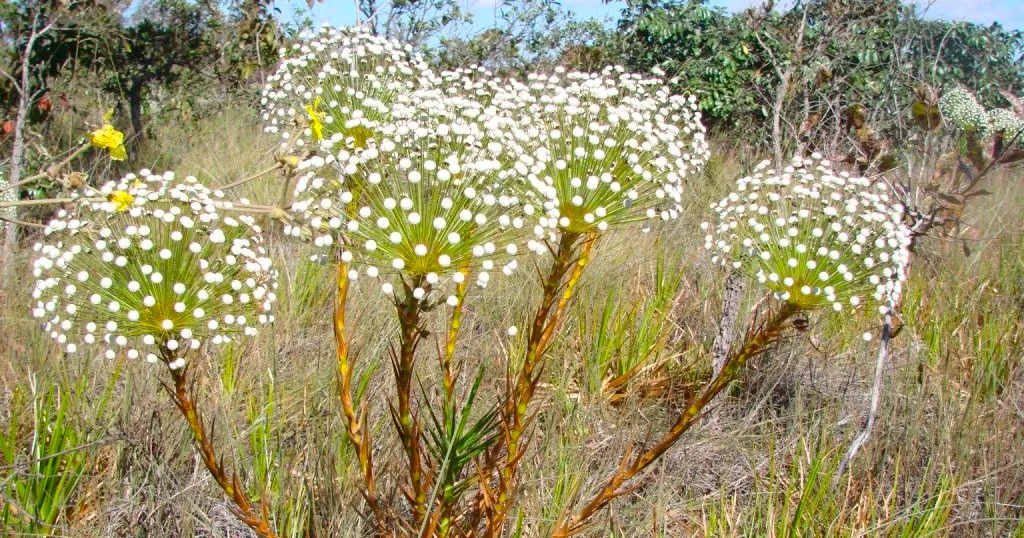 Foto da planta sempre-viva no Cerrado por João de Deus Medeiros.